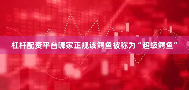 杠杆配资平台哪家正规该鳄鱼被称为“超级鳄鱼”